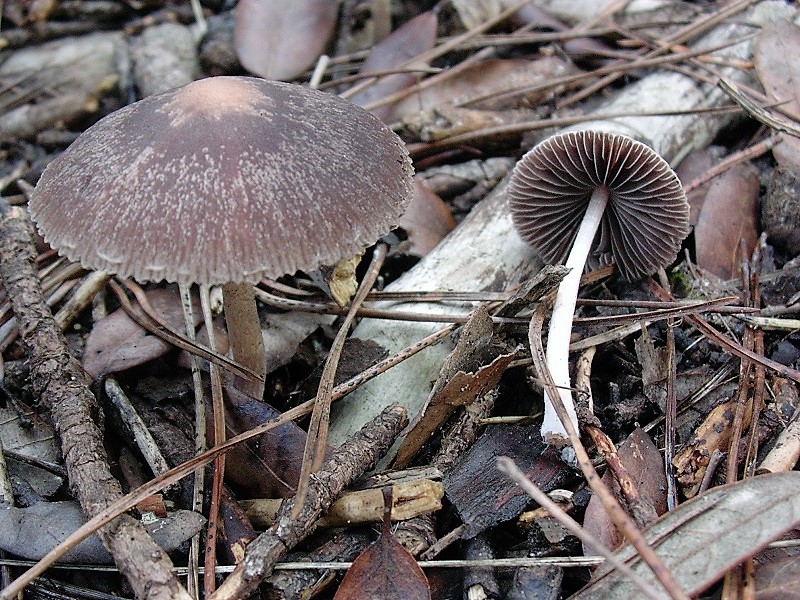 874 Dicembre vecchio ritrovamento